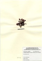 藏品(硬盾果藻)的圖片